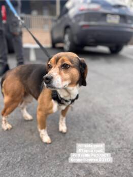 Beagle Dogs Available for Adoption - Chubby | PetCurious