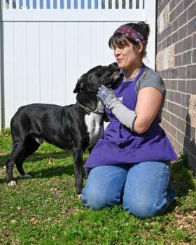 Mixed Breed Dogs Available for Adoption in Chamblee, Georgia - Martin | PetCurious