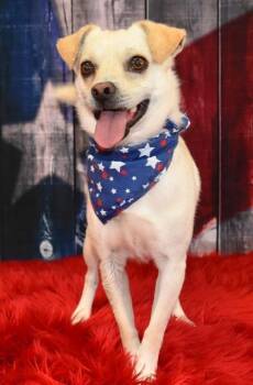 Rescue Mixed Breed Dogs for Adoption in New River, Arizona - Cody | PetCurious