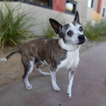 Jojo (Coco) -  Chihuahua and Mixed Breed Dog for Adoption in Palm Springs, California - Jojo (Coco) | PetCurious