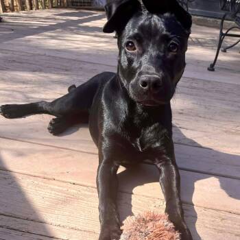 Black Labrador Retriever Dogs Available for Adoption - Zuki | PetCurious