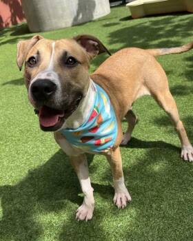 Labrador Retriever and Mixed Breed Dogs Available for Adoption in San Francisco, California - BISHOP | PetCurious