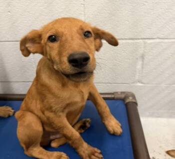 Dee -  Golden Retriever and Shepherd Dog for Adoption in Elgin, Texas - Dee | PetCurious
