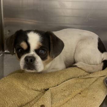 Pug and Mixed Breed Dogs Available for Adoption - Macy | PetCurious