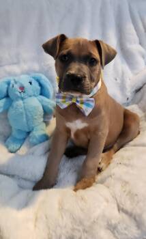 Pit Bull Terrier Dogs Available for Adoption in Freeland, Michigan - Oaklee | PetCurious