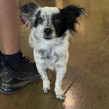 Strawberry -  Terrier and Mixed Breed Dog for Adoption in Palm Springs, California - Strawberry | PetCurious
