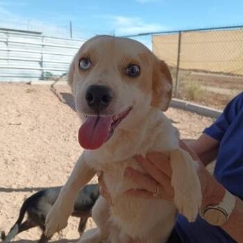 Mixed Breed Dogs Available for Adoption in Casa Grande, Arizona - Tommy | PetCurious