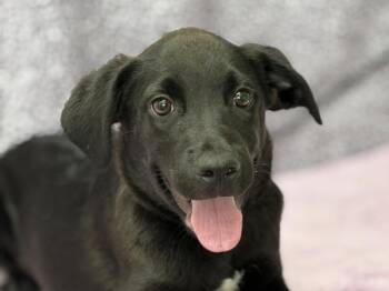 Oliver -  Labrador Retriever and Pit Bull Terrier Dog for Adoption in Portland, Oregon - Oliver | PetCurious