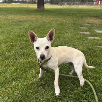 Gus -  Mixed Breed Dog for Adoption in Spokane, Washington - Gus | PetCurious