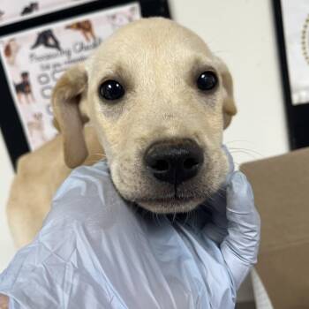 Swiss -  Labrador Retriever Dog for Adoption in Birmingham, Alabama - Swiss | PetCurious