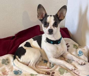 Chihuahua Dogs Available for Adoption - Ears | PetCurious