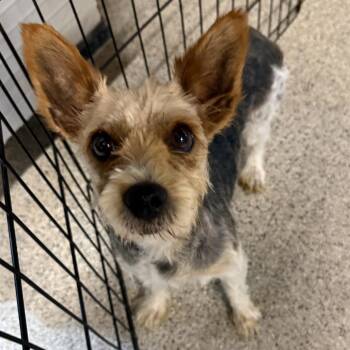 Janet -  Yorkshire Terrier Dog for Adoption in West Chester, Pennsylvania - Janet | PetCurious