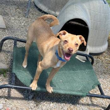Comet -  Jack Russell Terrier and Mixed Breed Dog for Adoption in Uniontown, Pennsylvania - Comet | PetCurious