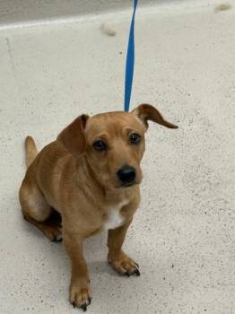 Dachshund Dogs Available for Adoption in Marietta, Georgia - Max (319) | PetCurious