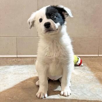 Penny -  Mixed Breed Dog for Adoption in Hailey, Idaho - Penny | PetCurious