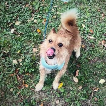 Foxxy Boy -  Yorkshire Terrier and Mixed Breed Dog for Adoption in Normal, Illinois - Foxxy Boy | PetCurious