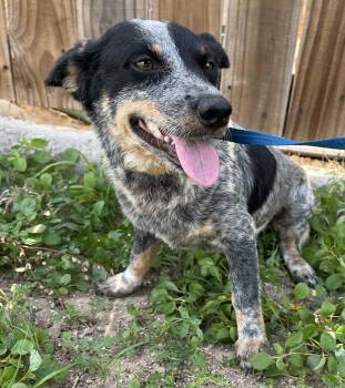 Australian Cattle Dog Blue Heeler Dogs Available for Adoption in Harlingen, Texas - Dakota | PetCurious