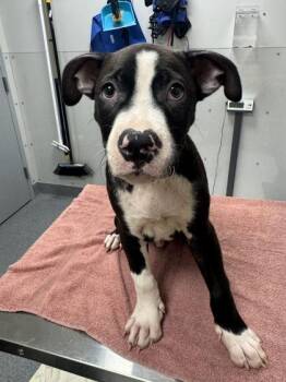 Theodore -  Pit Bull Terrier and Mixed Breed Dog for Adoption in Sevierville, Tennessee - Theodore | PetCurious