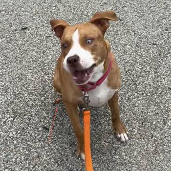 Eeyore -  Mixed Breed Dog for Adoption in Pittsburgh, Pennsylvania - Eeyore | PetCurious