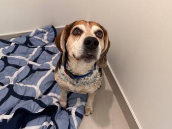 Snickers -  Beagle Dog for Adoption in Mokena, Illinois - Snickers | PetCurious
