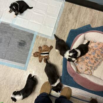 Ghirardelli aka Tiny -  Australian Shepherd Dog for Adoption in Ada, Minnesota - Ghirardelli Aka Tiny | PetCurious