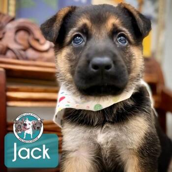 German Shepherd Dog and Labrador Retriever Dogs Available for Adoption in Friendswood, Texas - Jack Kelley Broadway | PetCurious