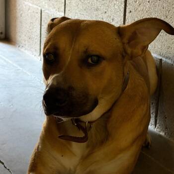 Dave -  Shepherd and Mixed Breed Dog for Adoption in Yuma, Arizona - Dave | PetCurious