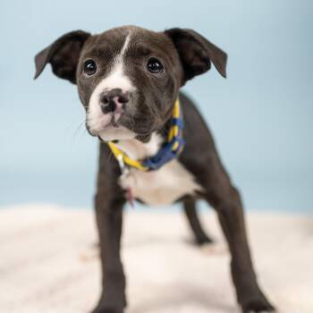 Mixed Breed Dogs Available for Adoption - Tux | PetCurious
