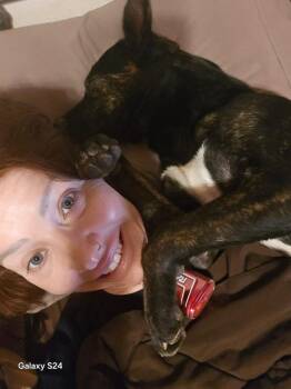 Staffordshire Bull Terrier Dogs Available for Adoption in Rutherfordton, North Carolina - Princess (Courtesy Post) | PetCurious