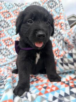 Mixed Breed and Golden Retriever Dogs Available for Adoption in Bellingham, Washington - Baby Ruth | PetCurious