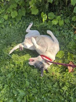 Brandi Barnwell -  Pug and Labrador Retriever Dog for Adoption in Rockaway, New Jersey - Brandi Barnwell | PetCurious