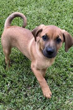 Remington -  Shepherd Dog for Adoption - Remington | PetCurious