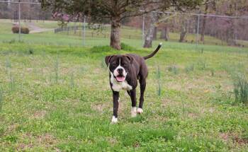 John Boy -  Boxer and Boston Terrier Dog for Adoption in Savannah, Tennessee - John Boy | PetCurious