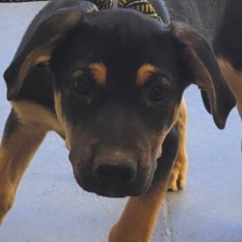 Rescue Mixed Breed Dogs for Adoption in Las Cruces, New Mexico - 99648 | PetCurious