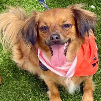 Chihuahua Dogs Available for Adoption in Largo, Florida - PRINCE | PetCurious