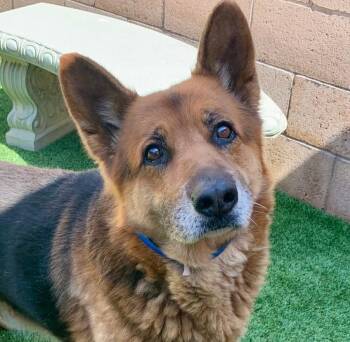German Shepherd Dog Dogs Available for Adoption in San Marcos, California - OLDER BOY NEEDS HERO THIS WEEK! Transport To OR This Weekend! Ro | PetCurious