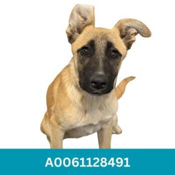 Godie -  Anatolian Shepherd Dog for Adoption in Red Bluff, California - Godie | PetCurious
