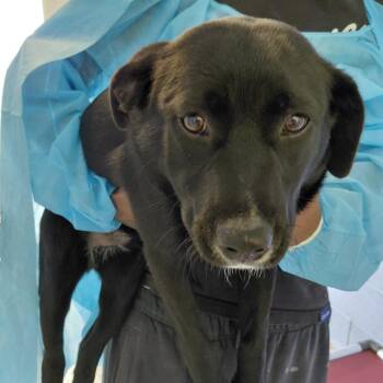 Mixed Breed Dogs Available for Adoption in Loxahatchee Groves, Florida - DASH  6044 | PetCurious