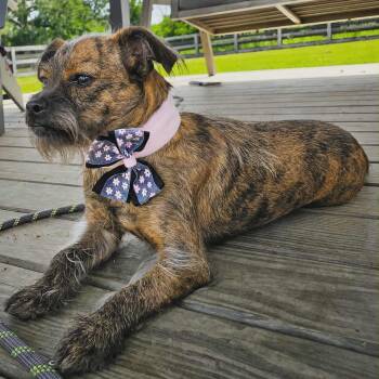 Brussels Griffon Dogs Available for Adoption in Houston, Texas - TINA | PetCurious