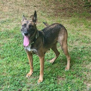 Belgian Shepherd Malinois Dogs Available for Adoption in Cumming, Georgia - Sayde 22223 | PetCurious