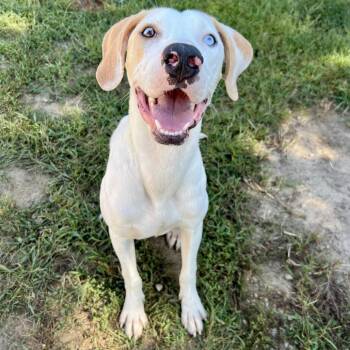 Oslo -  Mixed Breed Dog for Adoption in Kennebunk, Maine - Oslo | PetCurious