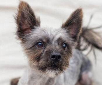 Junior -  Cairn Terrier and Terrier Dog for Adoption in Bloomfield, Connecticut - Junior | PetCurious