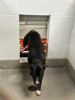 Pit Bull Terrier and Labrador Retriever Dogs Available for Adoption - INKY | PetCurious