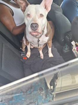 Rescue American Staffordshire Terrier Dogs for Adoption in Fort Lauderdale, Florida - PHOEBE | PetCurious