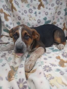 Australian Cattle Dog Blue Heeler and Australian Shepherd Dogs Available for Adoption in New York, New York - Denman *foster Needed*  | PetCurious
