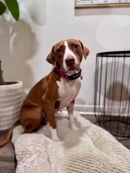 Josie Ella the Peace Bringing Princess -  Pit Bull Terrier and German Shorthaired Pointer Dog for Adoption in Friendswood, Texas - Josie Ella The Peace Bringing Princess | PetCurious