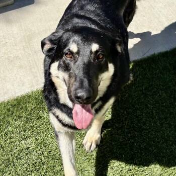 Willow/Courtesy Post -  Belgian Shepherd Malinois and Black Labrador Retriever Dog for Adoption in Long Beach, California - Willow/Courtesy Post | PetCurious