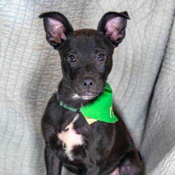 Orion -  Mixed Breed Dog for Adoption in Tyler, Texas - Orion | PetCurious