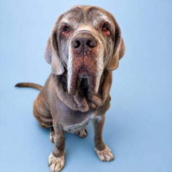Ladybird -  Mastiff Dog for Adoption in Concord, North Carolina - Ladybird | PetCurious