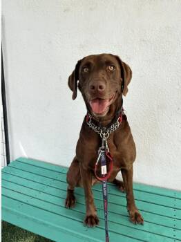 Rescue Chocolate Labrador Retriever Dogs for Adoption in Los Angeles, California - Hazel | PetCurious